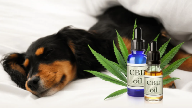 How Long Does It Take for Cbd to Kick in for Dogs