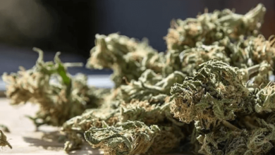How to Tell if You Were Sold Cbd Weed
