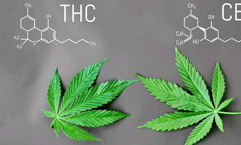 What Is the Difference Between Cbd and Thc