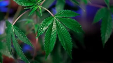 cannabis compounds thc cbd