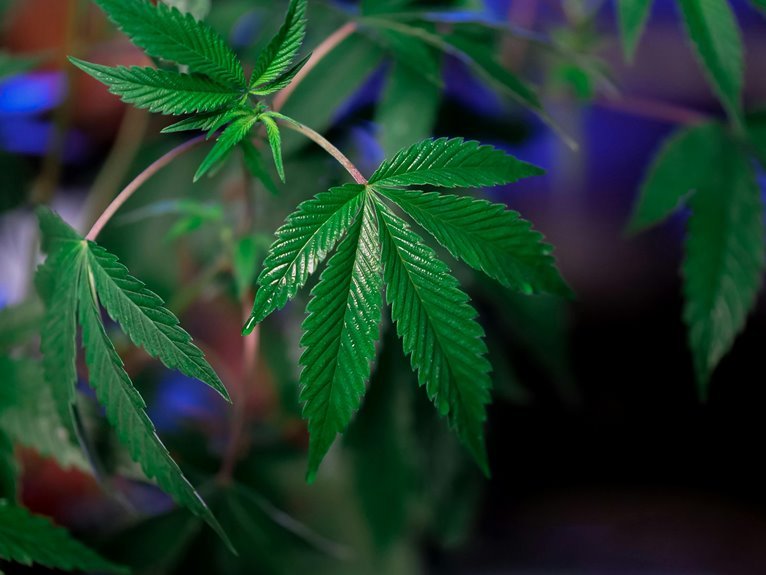 cannabis compounds thc cbd