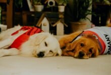 cbd effects onset time