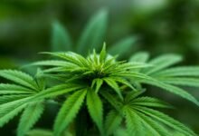 cbd use during breastfeeding
