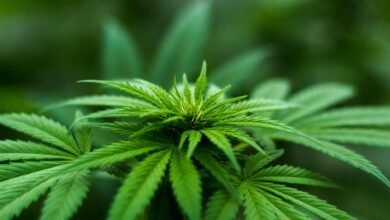 cbd use during breastfeeding concerns