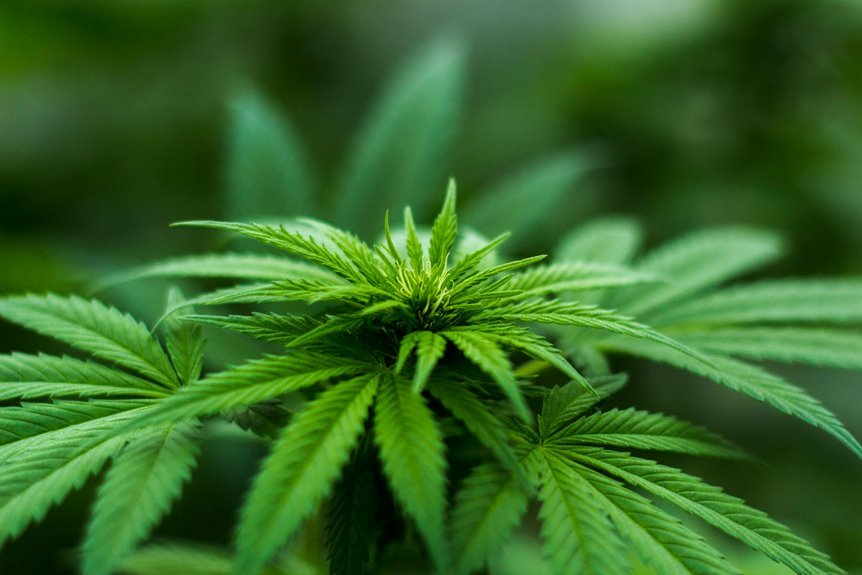 cbd use during breastfeeding concerns