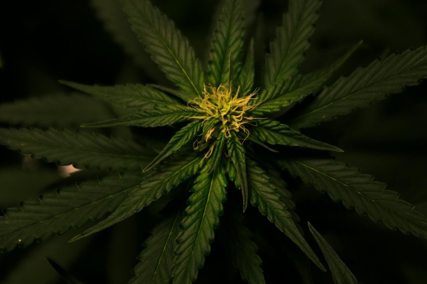 cbd versus hemp distinctions