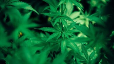 cultivating cbd cannabis plants