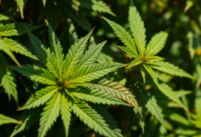 Discover Premium High CBD Cannabis Seeds for Every Grow